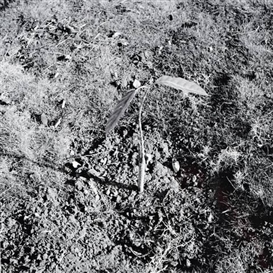 Anri Sala, STUDY FOR A SAD PUBLIC PARK