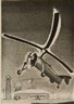 Harry Francis Mack, Strange Bird