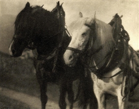 Alfred Stieglitz, Horses (1904)