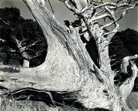 Edward Weston, Tree Trunk