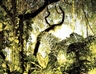 Peter Bialobrzeski, "Paradise #34"