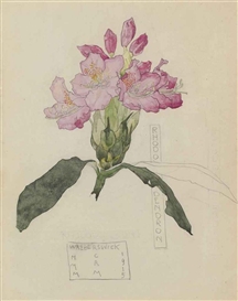 Charles Rennie Mackintosh, Margaret Macdonald Mackintosh, Study of a Rhododendron
