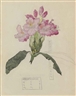 Charles Rennie Mackintosh, Margaret Macdonald Mackintosh, Study of a Rhododendron