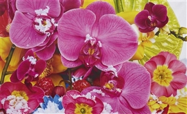 Marc Quinn, Bismarck Archipelago