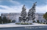 Today: A Tree Blows Up on the National Mall