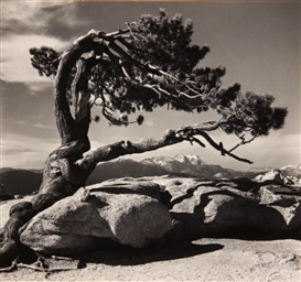 Ansel Adams, Jeffrey Pine, Sentinel Dome, Yosemite National Park, 1940
