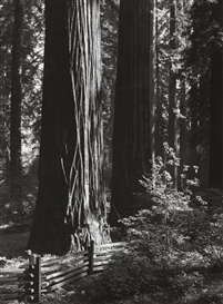 Ansel Adams, 2 works: Pine Forest Mist, Timber Cove; Redwoods, Richardson Grove