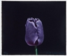 Paul Wonner, Tulip