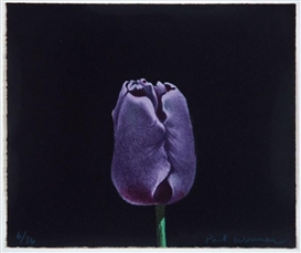 Paul Wonner, Tulip
