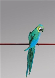 Michelangelo Pistoletto, Pappagallo