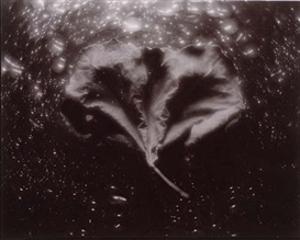 Linda Connor, 2 Works: Luminous Stream; Leaf
