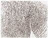 Giuseppe Penone, SPINE D'ACACIA - CONTATTO 4