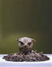 Jan Fabre, Boodschapper van de Dood Onthoofd (Messenger of Death Decapitated)