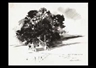 Andrew Wyeth, Oaks at Chadds Ford PA
