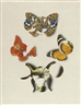 Gabriel Orozco, Butterfly Effect