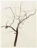 Roxy Paine, Untitled