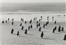 Shirin Neshat, UNTITLED (RAPTURE SERIES)