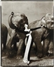 Richard Avedon, Dovima with elephants, Evening dress by Dior, Cirque d'Hiver, Paris, August