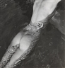 Louise Dahl-Wolfe, Nude in the Water