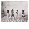Mary Ellen Mark, Performing Dogs, National Circus of Vietnam, Lenin Park, Hanoi
