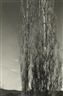 Alfred Stieglitz, The Two Poplars, Lake George with another Stieglitz photograph