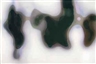 Peter Zimmermann, Ghost 5