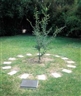 Controversial Tree Removed from Menil’s Permanent Collection as Supreme Court Mulls Gay Marriage
