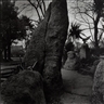 Joan Fontcuberta, Garden