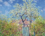 POIRIER EN FLEURS