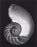 Edward Weston, Nautilus Shell (Cross-section)