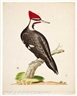 John Abbot, Pileated Woodpecker