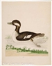 John Abbot, Little Brown and White Duck