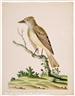 John Abbot, Flat Head