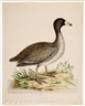 John Abbot, Coot