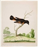 John Abbot, Black Cheak