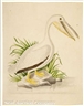 John Abbot, Georgia Pelican