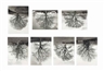 Rodney Graham, 7 works: Welsh Oak #1-7
