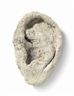 Robert Gober, Ear