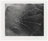 Vija Celmins, Spider Web