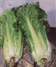 Xin Dongwang, CHINESE CABBAGE