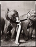 Richard Avedon, Dovima with Elephants, Evening Dress by Dior, Cirque d'Hiver, Paris
