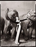 Dovima with Elephants, Evening Dress by Dior, Cirque d'Hiver, Paris