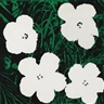 Elaine Sturtevant, FLOWERS