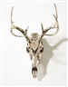 Sherrie Levine, ANTELOPE SKULL