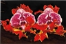 Marc Quinn, Under the Volcano, Batur Lesser Sunda Island