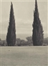 Claudio Bravo, Untitled (Cypress Trees)