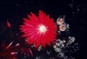 Nobuyoshi Araki, FLOWER OF HIGANBANA (FROM THE SERIES: THE FLOWERS FROM THE OTHER WORLD)