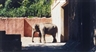 Candida Höfer, ZOOLOGISCHER GARTEN HANNOVER I (ZOO, HANNOVER I)