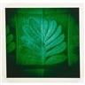 Thomas Ruff, After Blossfeldt