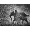 Sebastião Salgado, Elephant, Zambia